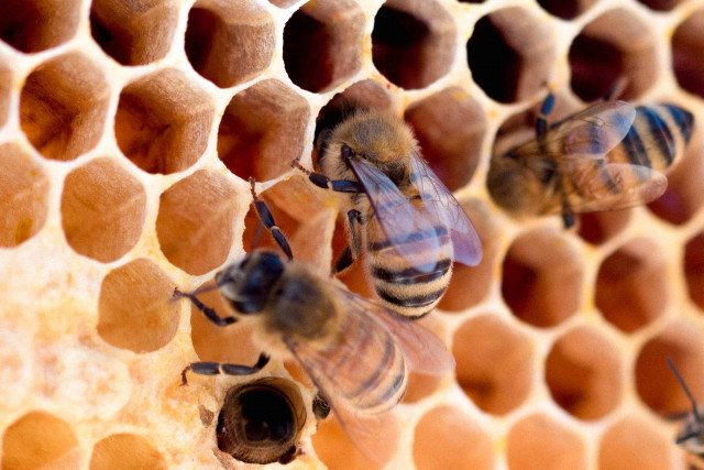 Méh-kaptár