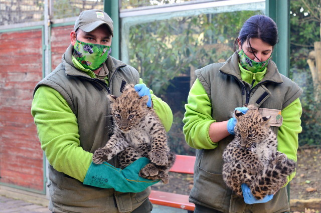 perzsa leopárd (Panthera pardus tulliana) kölykök bemutatkozása