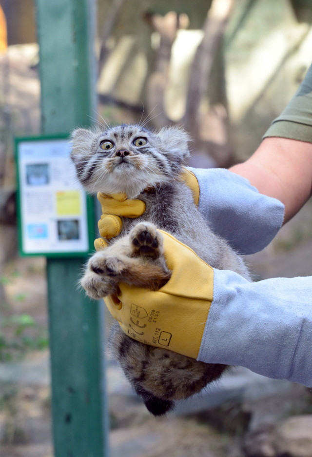 pusztai macska (manul) kölyök biztonságos megfogása