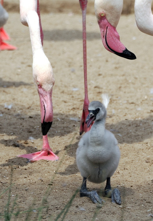 rózsás flamingófióka