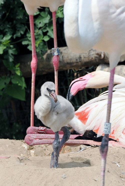 rózsás flamingófióka