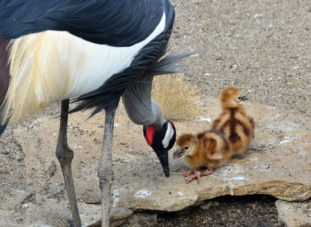 szürkenyakú koronásdaru (Balearica regulorum)