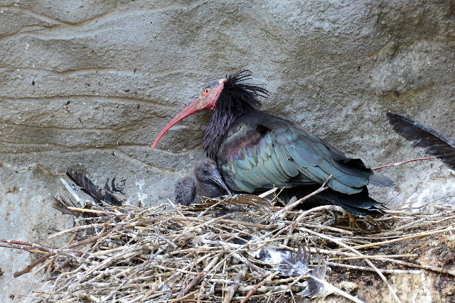 Kihalóban lévő madárfaj megmentésében segít az Állatkert