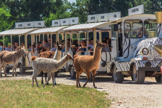 Richter Safari Park - kisvonat