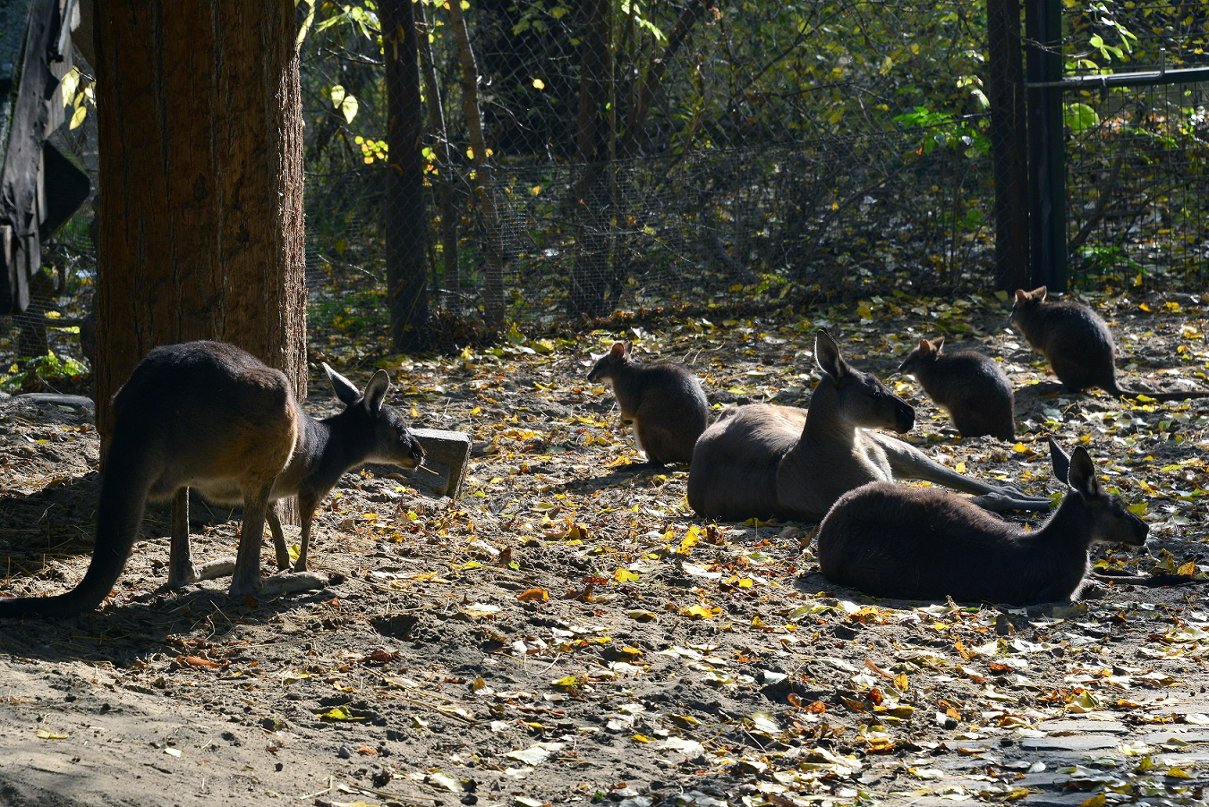 napfürdőző kenguruk az Állatkertben