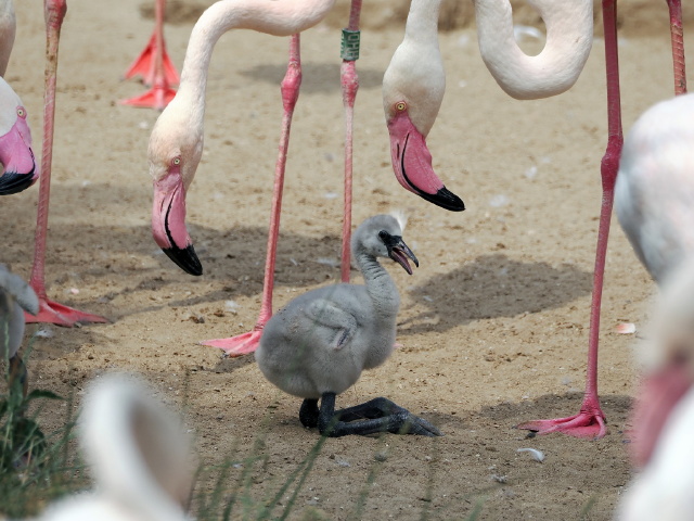 rózsás flamingófióka