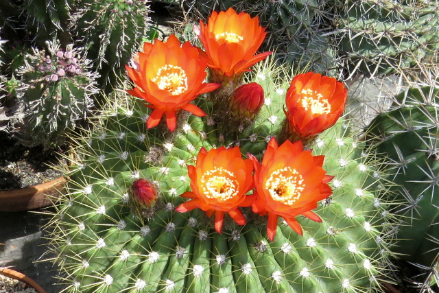 Őszi Országos Kaktuszkiállítás és Vásár az ELTE Füvészkertben