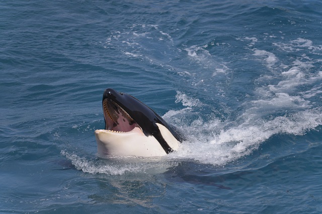 kardszrny delfin