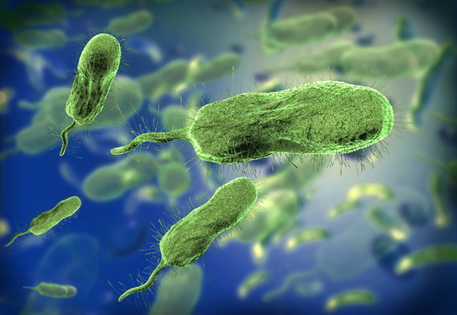 Vibrio vulnificus (hsev baktrium)