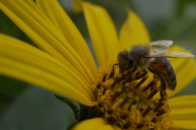 Virágport gyűjtő méh