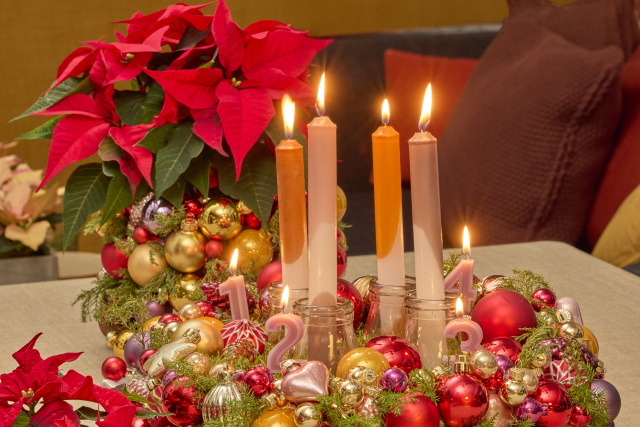 mikulásvirág mikulásvirág