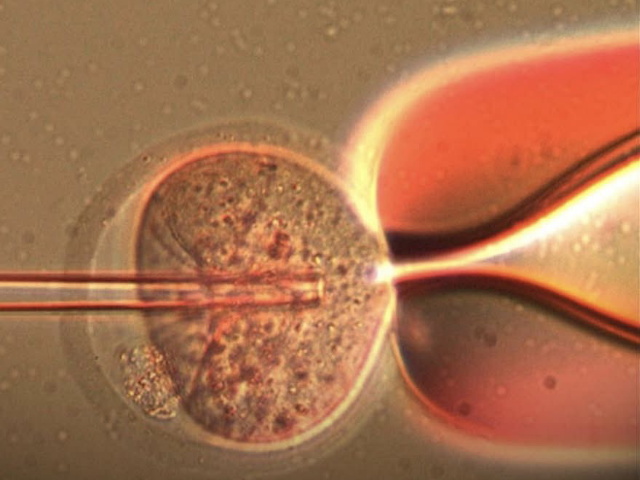 CRISPR-génszerkesztés CRISPR-génszerkesztés