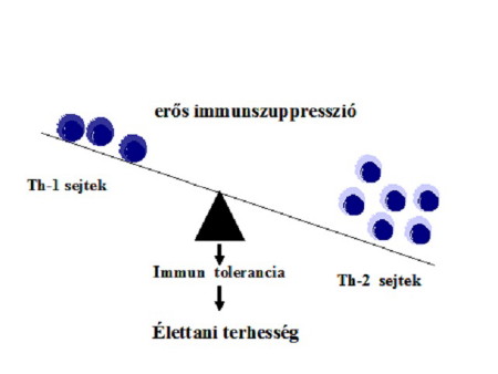 A Th1 és Th2 sejtek szerepe a fiziológiás terhességben