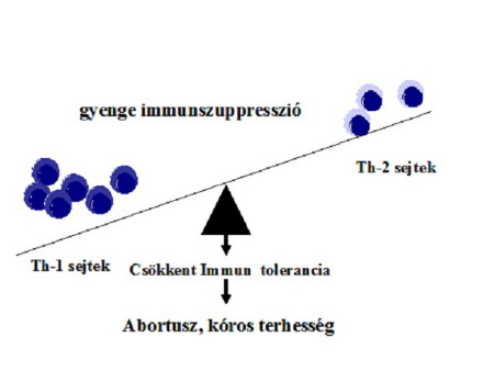 A Th1 és a Th2 sejtek megváltozott működése kóros terhességben