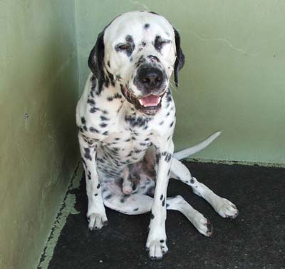 dalmata