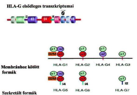 A HLA-G felépítése