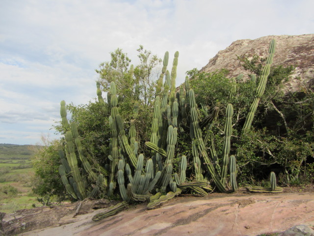 Brazília szukkulens növényvilága - őszi Kaktuszkiállítás és Vásár