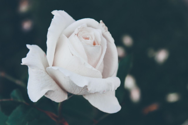 Gardenexpo 2019 - Fehér rózsa