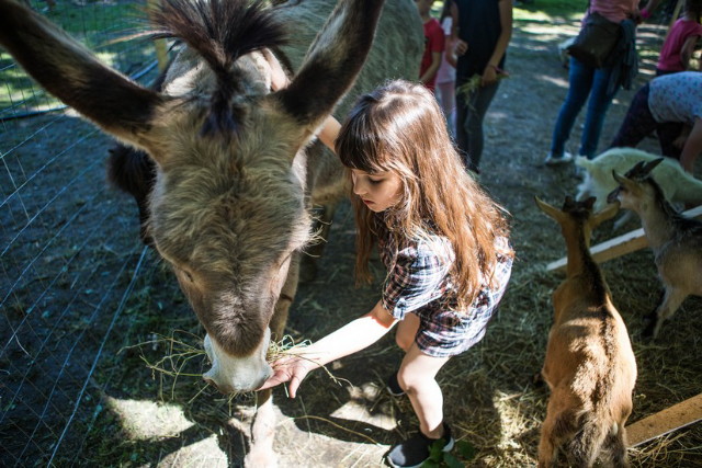 Generali Gyerek Sziget 2019 - Állatsimogató