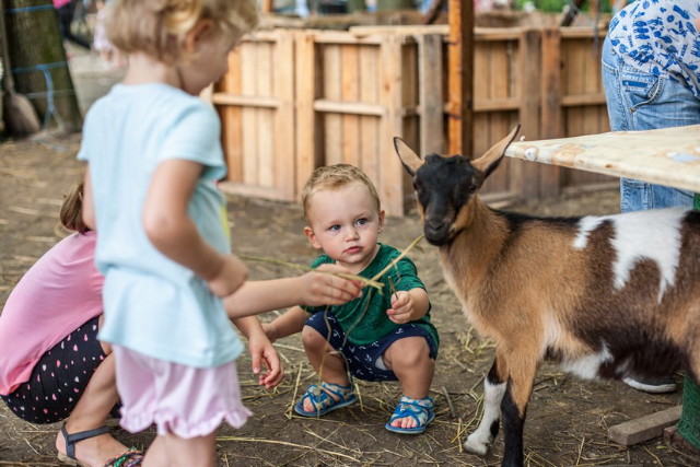 Generali Gyerek Sziget 2019 - Állatsimogató