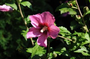 hibiszkusz