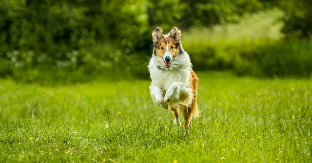 Lassie hazatér