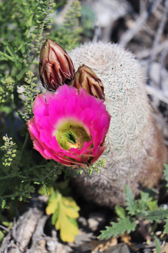Mexik szrs csodi - tavaszi Orszgos Kaktuszkillts s Vsr