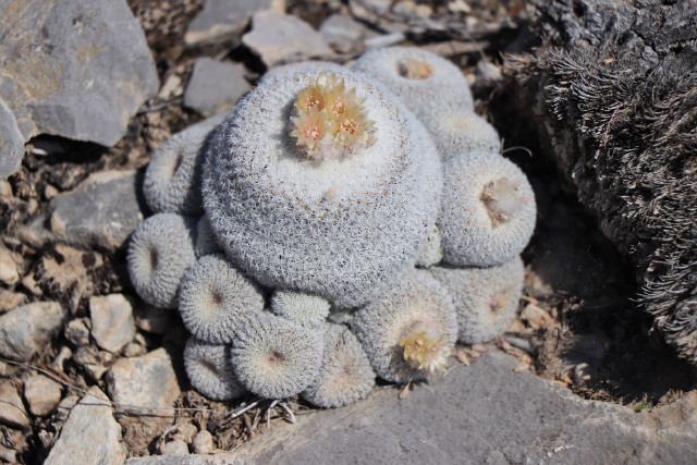 Mexikó szúrós csodái - tavaszi Országos Kaktuszkiállítás és Vásár