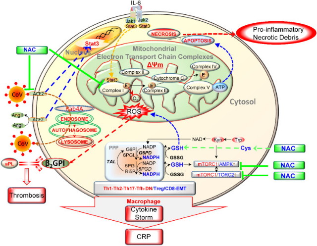 A NAC komplex hatása a sejtek oxidatív stressz folyamataira