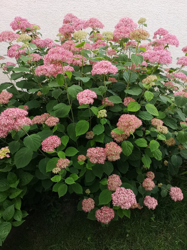 Pink Annabelle hortenzia bokor