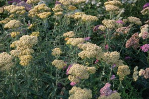 Achillea Millefolium (Kznsges Cickafark)