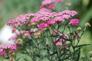 Achillea Millefolium (Közönséges Cickafark)