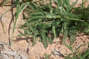 Achillea Millefolium (Közönséges Cickafark)