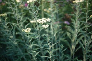 Achillea Millefolium (Közönséges Cickafark)