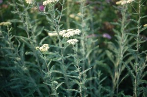 Achillea Millefolium (Kznsges Cickafark)