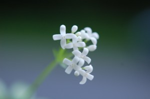 Asperula Odorata (Szagos müge)