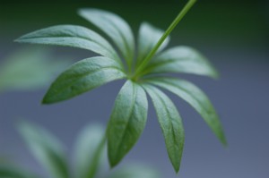 Asperula Odorata (Szagos müge)