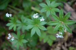Asperula Odorata (Szagos müge)