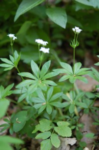 Asperula Odorata (Szagos mge)