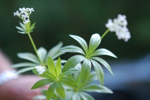 Asperula Odorata (Szagos mge)