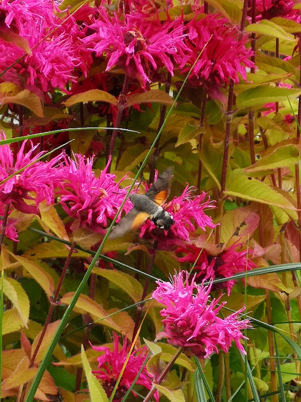 Bíbor méhbalzsam (Monarda didyma)