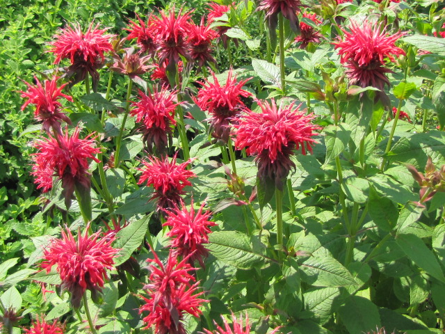 Bíbor máhbalzsam (Monarda didyma)