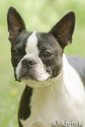 Boston terrier