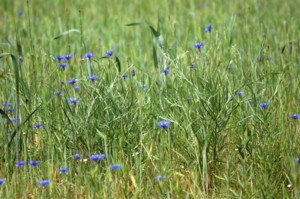 Centaurea Cyanus (Búzavirág)