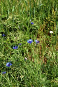 Centaurea Cyanus (Búzavirág)