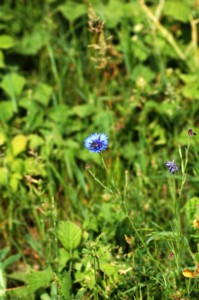 Centaurea Cyanus (Búzavirág)