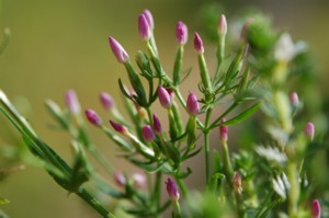 Centaurium Umbellatum (Kis ezerjf)