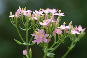 Centaurium Umbellatum (Kis ezerjf)