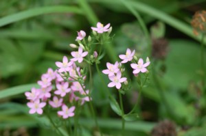 Centaurium Umbellatum (Kis ezerjf)