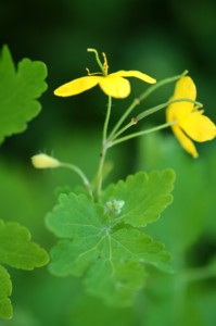 Chelidonium Majus (Vrehull Fecskef)